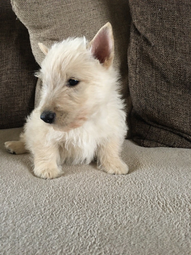 Du Royaume De Fantasia - Chiot disponible  - Scottish Terrier