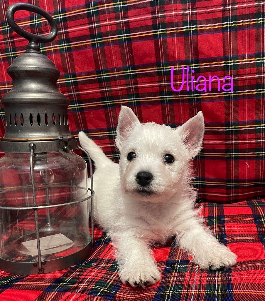 Du Royaume De Fantasia - Chiot disponible  - West Highland White Terrier