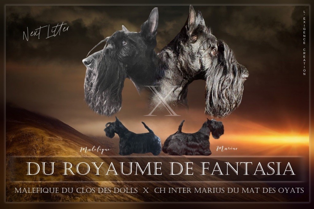 Du Royaume De Fantasia - Scottish Terrier - Portée née le 06/07/2020