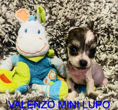 valenzo mini lupo