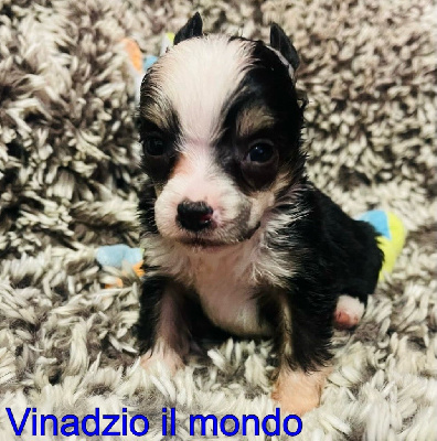 Vinadzio el mondo