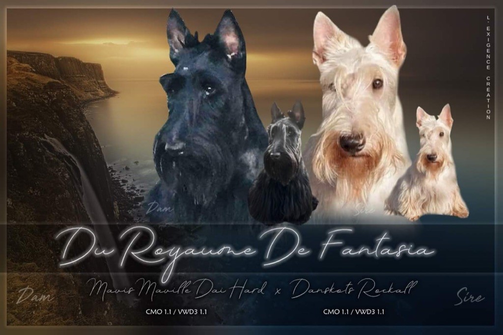 Du Royaume De Fantasia - Scottish Terrier - Portée née le 22/05/2021
