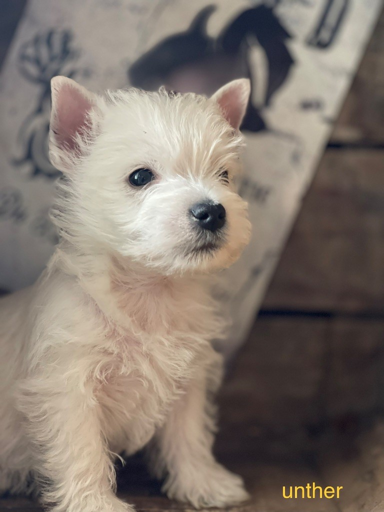 Du Royaume De Fantasia - Chiot disponible  - West Highland White Terrier