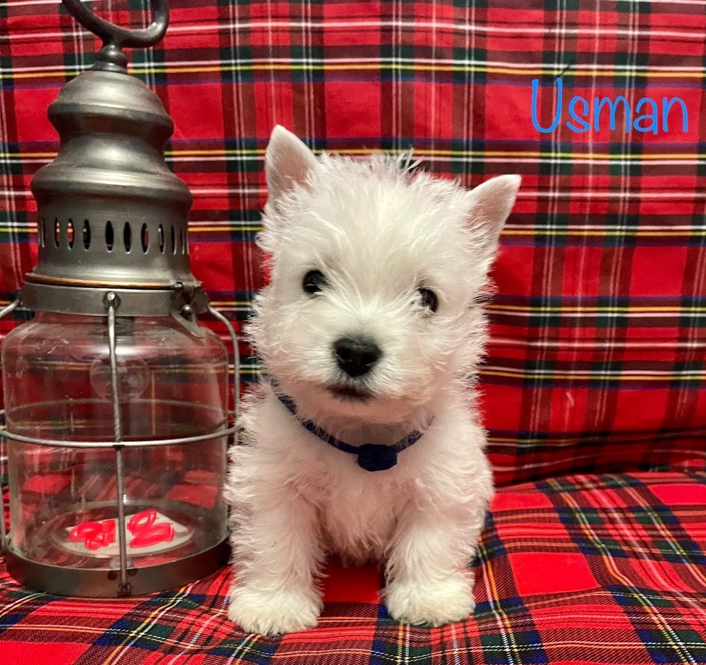 Du Royaume De Fantasia - Chiots disponibles - West Highland White Terrier