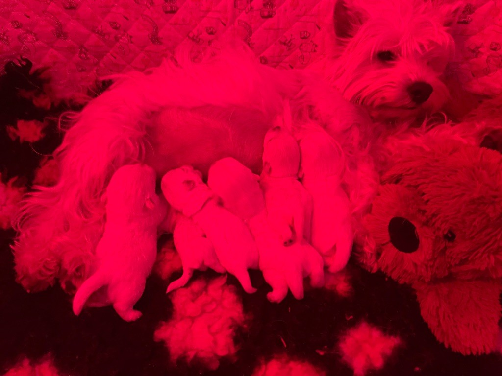 Chiot West Highland White Terrier Du Royaume De Fantasia