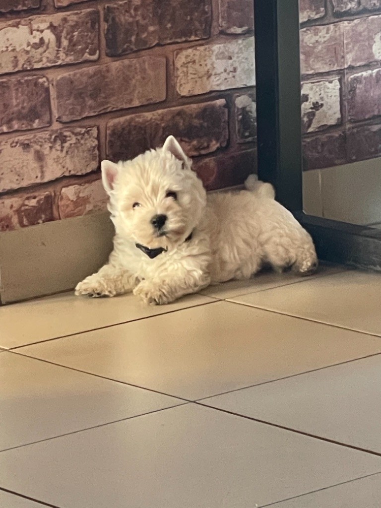 Du Royaume De Fantasia - Chiots disponibles - West Highland White Terrier