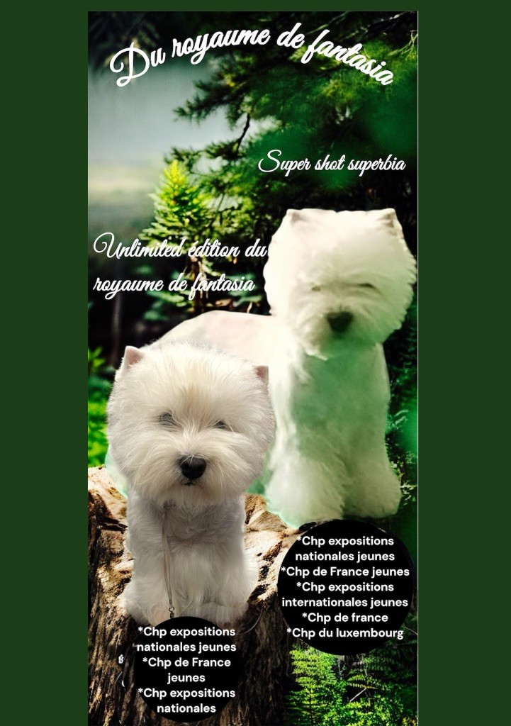Du Royaume De Fantasia - West Highland White Terrier - Portée née le 21/11/2025